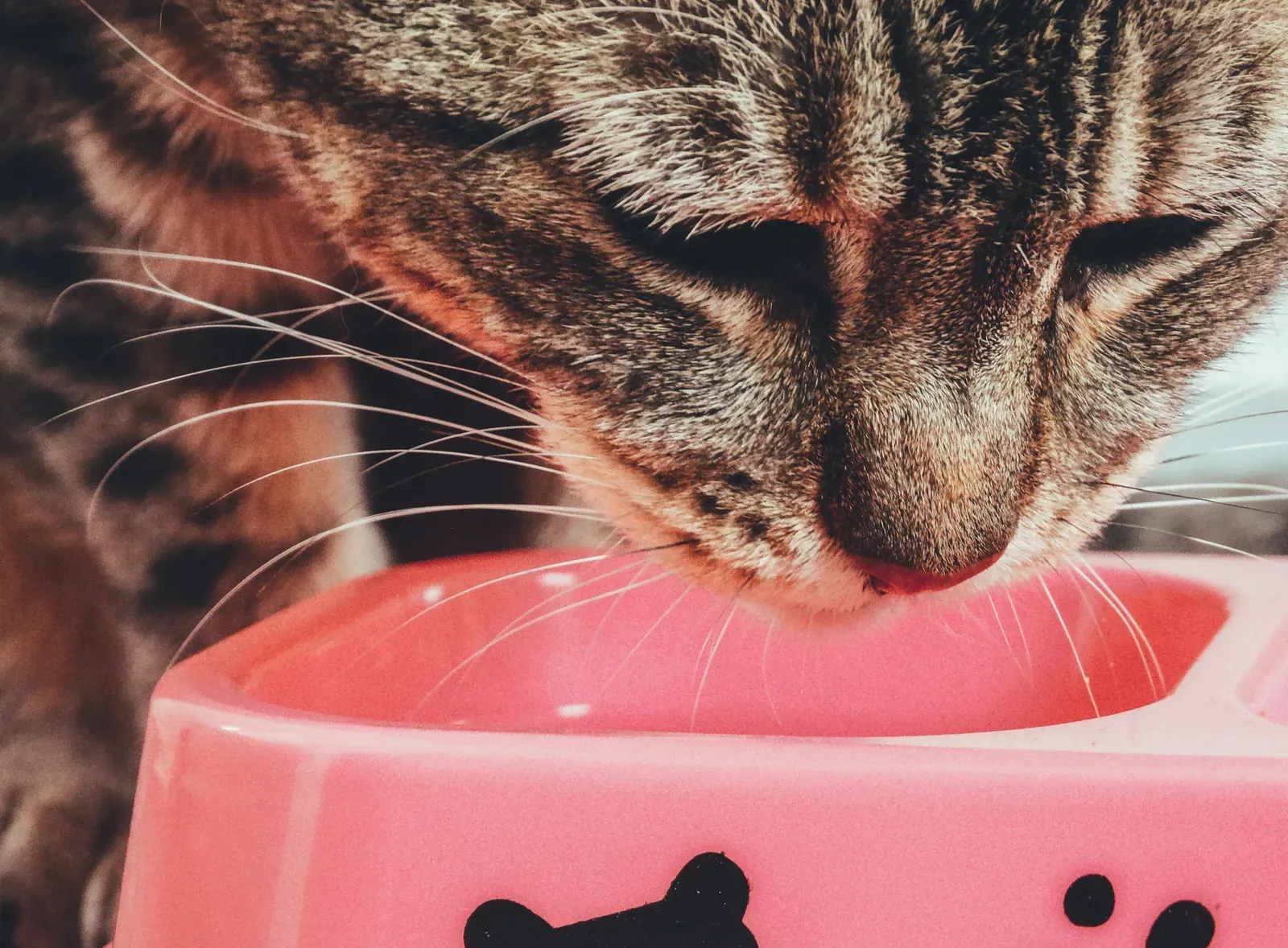 Croquetas Gato Adulto · 7.5 kg